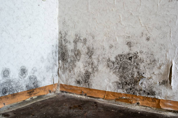 Best Mold Removal Process  in Welcome, NC